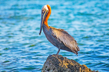 pelicans seabirds in caribbean atlantic ocean