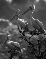 Spot-billed pelicans perched on acacia tree at Uppalapadu Bird Sanctuary, India