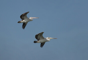 Fototapeta na wymiar A pair of Spot-billed pelican flying at Uppalapadu Bird Sanctuary, India