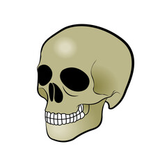 human skull vector illustration