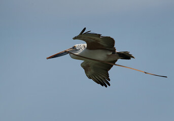 Spot-billed pelican carrrying nesting material at Uppalapadu Bird Sanctuary, India