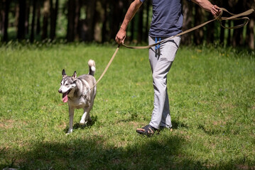 Naklejka na ściany i meble Beautiful husky on a walk in the forest with the owner