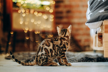 Bengal kitten walks around the house against a blurred Christmas background of glowing garlands.