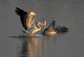Spot-billed pelican landing in lake at Uppalapadu Bird Sanctuary, India