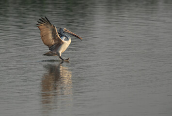 Spot-billed pelican landing in lake with nesting material at Uppalapadu Bird Sanctuary, India
