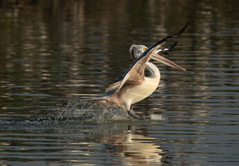 Spot-billed pelican landing in lake in the evening hours at Uppalapadu Bird Sanctuary, India
