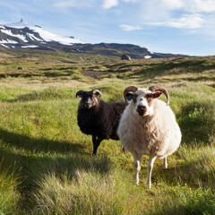 Icelandic sheeps graze in the fields of Snaefellsnes Peninsula. Iceland.