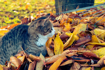 Happy little cat among the leaves in autumn, enjoying good weather