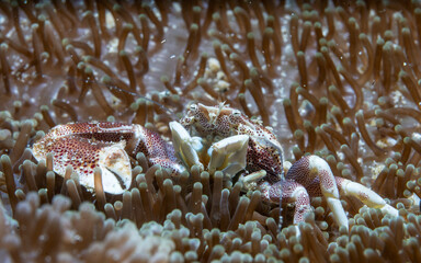 Neopetrolisthes maculata, Spotted porcelain crab, in Raja Ampat, Indonesia