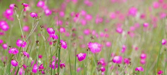 Obraz na płótnie Canvas Pink rose campion flower field in summer