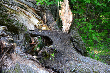 Fototapeta premium broken tree trunk in the forest isolated, close-up