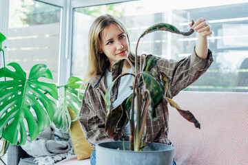 Young upset, sad woman examining dried dead foliage of her home plant Calathea. Houseplants...