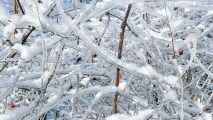 beautiful frozen viburnum branches on the street