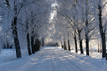 Obraz premium frosted birch trees by the side of the road on a sunny winter day