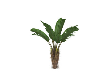 Fototapeta premium banana leaf on an isolated and white background and clipping path, and a Banana tree isolated on white background with clipping paths for garden design. Tropical economic crops that are easy to grow,