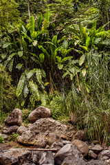 Sault, Errard, Dennery Waterfall at Saint Lucia island Caribbean	
