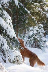 Nova scotia duck tolling retriever in a snowy forest. Dog outdoors in nature