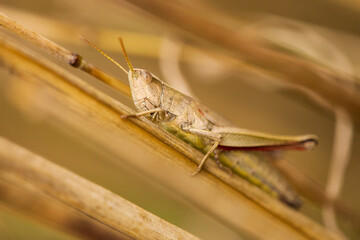 close up of a grasshopper