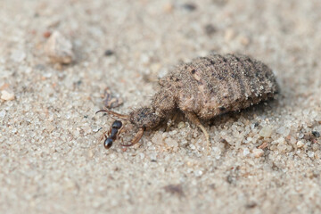 myrmeleon, ant-eater, Myrmeleon formicarius, mrówkolew