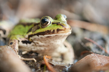 frog on the ground