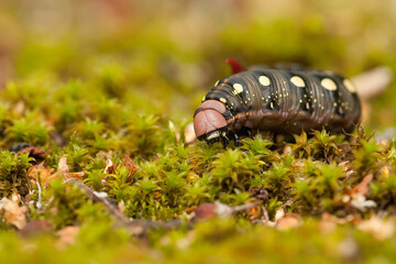galium sphinx, bedstraw hawk-moth, catterpillar