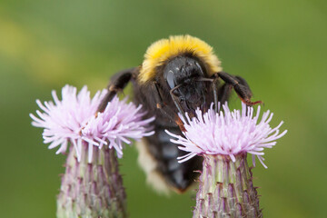 bumble bee on a flower