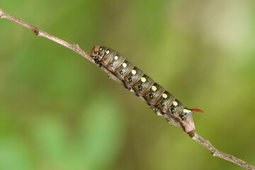 galium sphinx, bedstraw hawk-moth, Hyles gallii, 