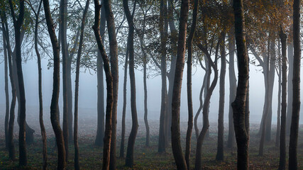 Obraz premium dramatic,mysterious and foggy forest view