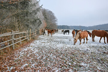 mares and foals on frozen field