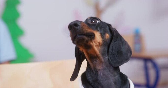 Portrait of a tiny innocent dachshund puppy looking around frightened shaking with fear nervous before vaccination in a veterinary clinic. Psychological problems of dogs behavior correction adaptation