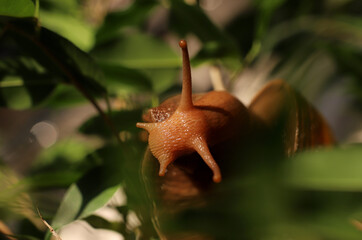 a large snail in a natural habitat