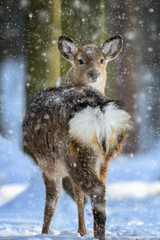 Female red deer on a snowy forest. Wildlife landscape with animal