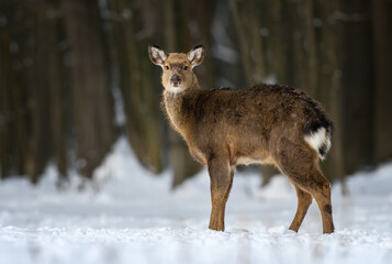 Female red deer on a snowy forest. Wildlife landscape with animal