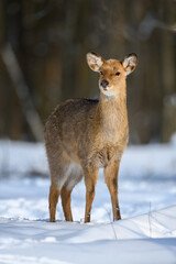 Obraz premium Female red deer on a snowy forest. Wildlife landscape with animal