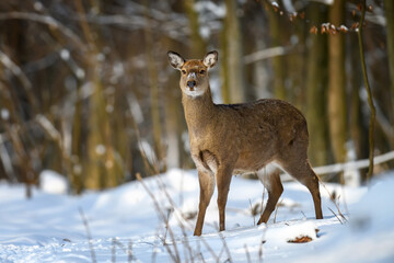 Female red deer on a snowy forest. Wildlife landscape with animal