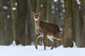 Female red deer on a snowy forest. Wildlife landscape with animal