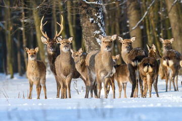 Many red deers on a snowy forest