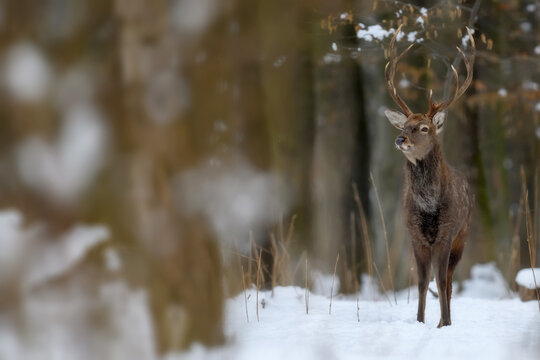 One adult red deer with big beautiful antlers on a snowy forest