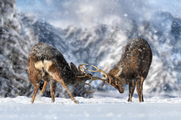 Two deer with big antlers are fighting against the background of mountains in winter
