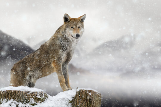 Wolf stands on a felled tree against the background of mountains in winter