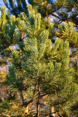 Gr&uuml;ner Tannenstrauch vor Blauem Bokeh