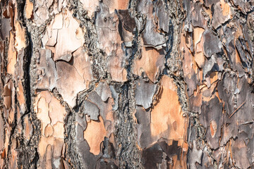 Tree Pine Bark Skin Trunk Textures Closeup