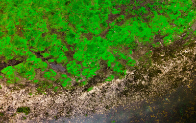 Top view of river backwater with beautiful textured vegetation. Texture. Background