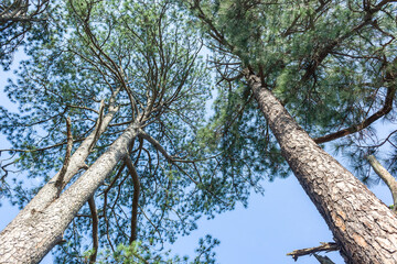 Tree Pine Trunks Tall High Pine Bark Blue Sky