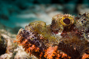 Scorpaenopsis oxycephala, the tasseled scorpionfish, or small-scaled scorpionfish in Raja Ampat, Indonesia