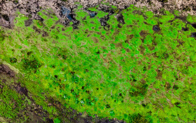 Top view of river backwater with beautiful textured vegetation. Texture. Background