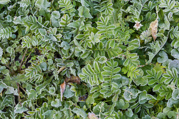 Meadow with different plants covered with hoarfrost in autumn morning