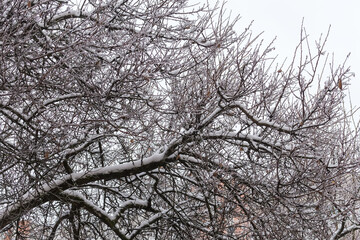Tree branches covered with snow and ice glaze