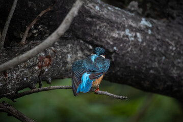 Common Kingfisher on the branch tree.