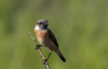 Common Stonechat on dry branch (Animal Portrait)